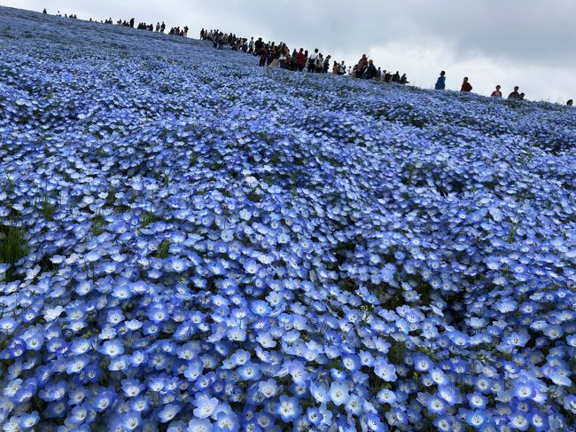 桜の後も様々な花を見てまわりました19 ツツジ ネモフィラ 大藤 芝桜 ポピー 茨城県の旅行記 ブログ By 旅じぞうさん フォートラベル