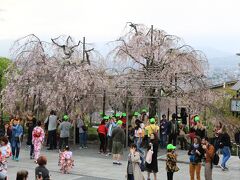 清水寺入り口近くの桜が見頃でした。