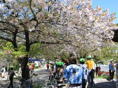 大阪城へ。
バス駐車場近辺でまだ桜がありました。