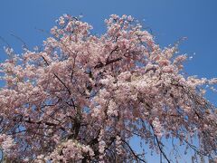ソメイヨシノはとうに散っていましたが、枝垂れ桜は丁度今が盛りでした。