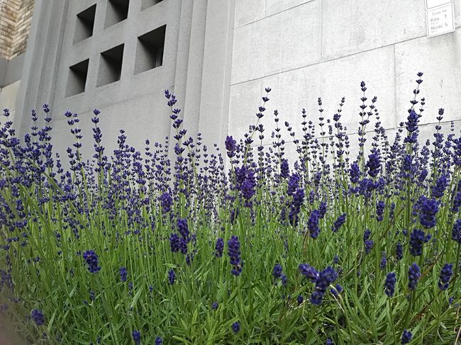 ラベンダーが綺麗に咲いてました