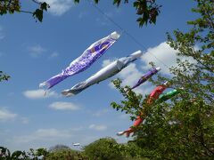 ランチの後は成田市さくらの山に行きました。
飛行機の離発着が間近で見られるということで、たくさんの人が見学に来ていました。
この日は天気も良く、飛行機と鯉のぼりが青空に映えてとても綺麗でした。