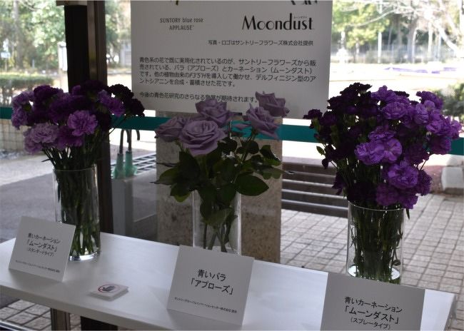 私は見た 青い菊を 早春の筑波実験植物園訪問 つくば 茨城県 の旅行記 ブログ By まりも母さん フォートラベル