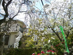高尾山麓川沿いの白の八重桜