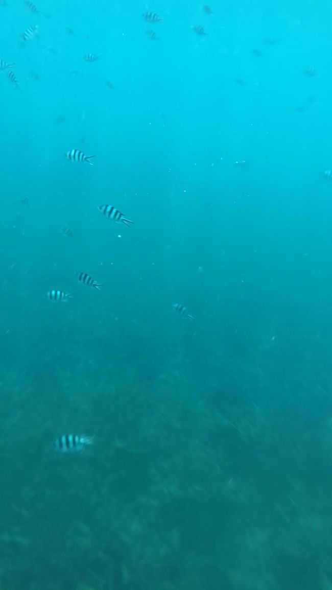 初めは見えもしなかったのに、後半はウヨウヨ<br />o(^-^)o