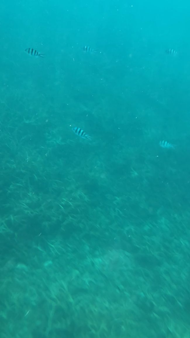 もう少し潜ってていいよ！<br />とのことで、続きを<br /><br />いるいる(*⁰▿⁰*)