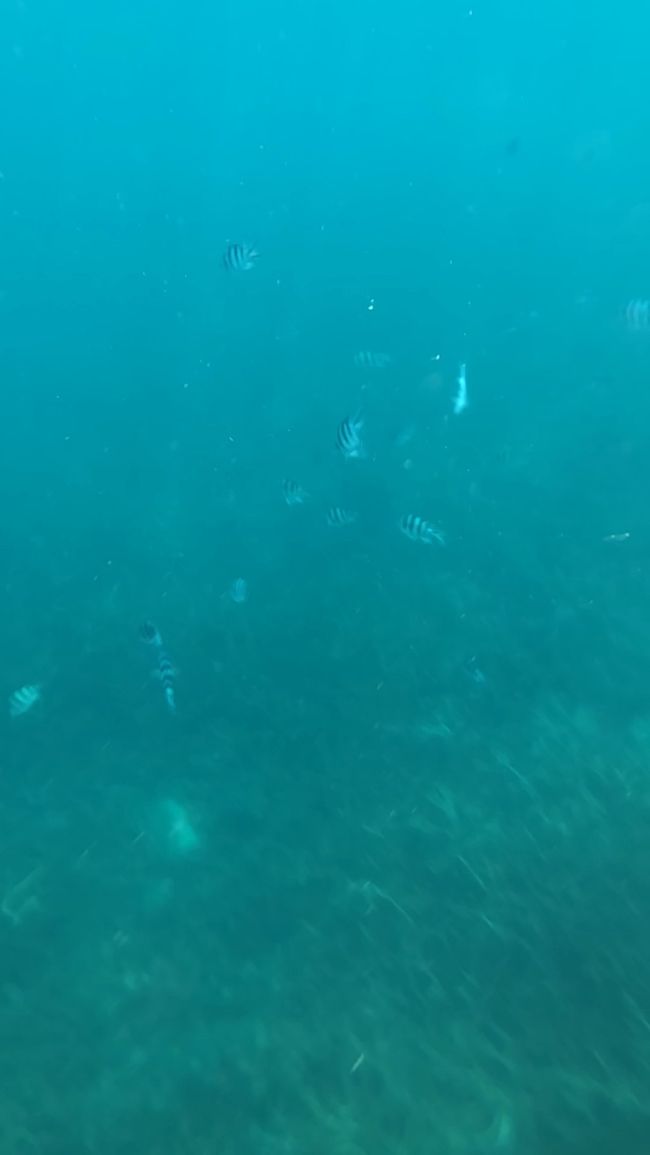 同じ魚ばっかりだなぁ