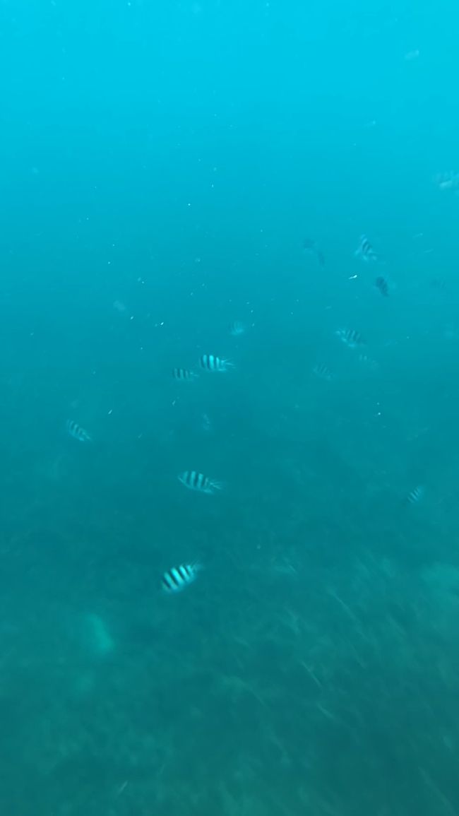 底の方にはグッピーみたいな小魚もいるんだけど、映らないね