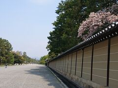 ちょっとだけ桜も咲いています。