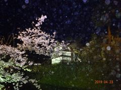 夕食後に、夜間照明された弘前城にサクラ見学に出かけました