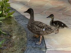 シェラトンホテルにいた親子。
この子達の素晴らしいところは、私の気が済むまで撮らせてくれて
撮り終えたら植え込みに移動していきました。撮影タイムをありがとー。