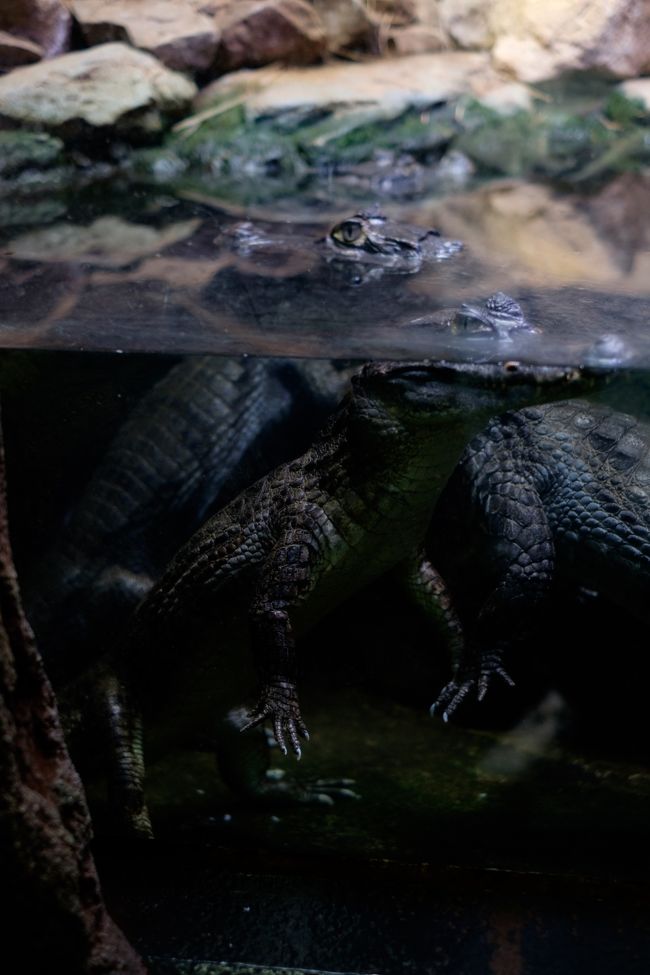 卒園旅行 In東伊豆 いきもの好き兄弟とizoo シャボテン公園 前編 静岡県の旅行記 ブログ By ありんこさん フォートラベル 卒園旅行 In東伊豆 いきもの好き兄弟とizoo シャボテン公園 前編 静岡県の旅行記 ブログ By ありんこさん フォートラベル