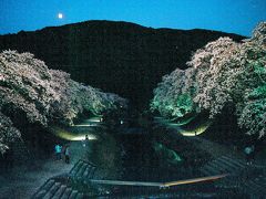 鮎川の千本桜
