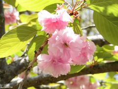 鶴岡八幡宮　国宝館前の八重桜