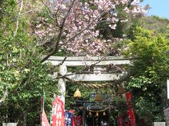 八雲神社　入口の八重桜