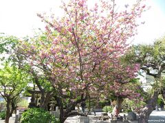 本覚寺　日蓮上人分骨堂の前に咲く八重桜

日蓮上人の墓がある身延山から分骨された遺骨が安置されている分骨堂があり、東身延とも呼ばれます。