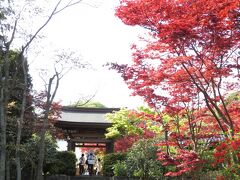 海蔵寺　山門前の紅葉

この時期に紅葉？
春にも色づくモミジがあるのですね。