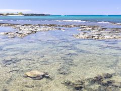 トレイルを歩くうちに波音が聴こえてきました。
海ーー！
浅瀬にアオウミガメ（Honu）！