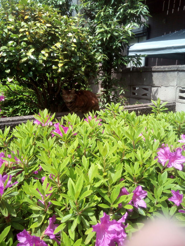 10連休、2日目。<br />天気が良いので、美容院まで散歩。<br />夫と子供2人は、温水プールへ。<br /><br />つつじの後ろに、ネコ。キレイだったので、1枚写真を撮らせてもらいました。