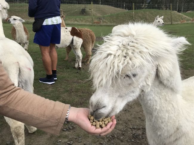 手から直接あげます
