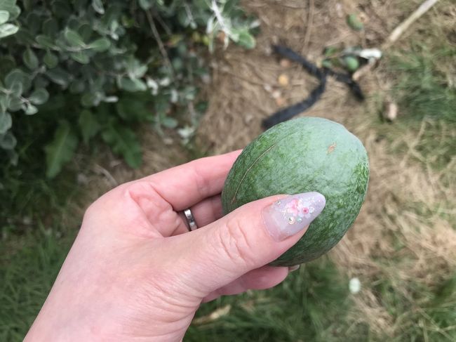 フィジョアは、収穫してその場で食べます。<br />初めて食べましたが、酸味と甘みがあってなかなかです。<br />パンダのお国の方々が山盛り収穫して持って帰ってました（全部食べれるんかえ？）<br />