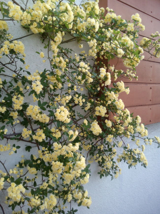 キレイな花が沢山咲いていて、春を感じます。