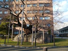 ライブが終わり、徒歩で駅方面に戻ります。
途中見かけた盛岡地方裁判所の敷地にある「石割桜」。残念ながらまだつぼみでした。この旅行記を書いている4月下旬ごろが見ごろのようです。