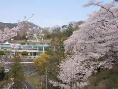 遊園地側の桜を楽しんでから、動物園に移動します。