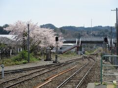 駅のそばに素敵な桜が咲いていました！