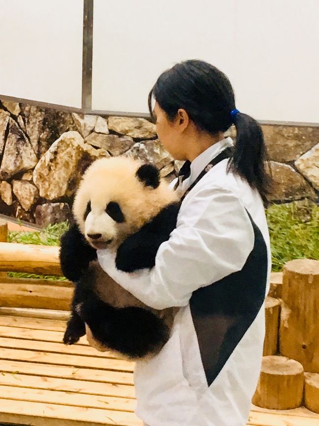 赤ちゃんパンダ彩浜に会いに行こう その1 南紀白浜 和歌山県 の旅行記 ブログ By Sachikoさん フォートラベル