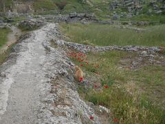 パムッカレといえば、石灰棚ですが、その真裏が遺跡になっていることは、私も旅の直前まで知りませんでした。

そこら中にゴロゴロと遺跡が転がっています。

あ、にゃんこ発見～！
