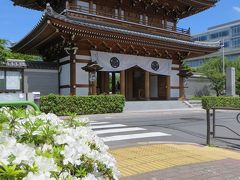 伝通院のご門を彩る花は　
桜からツツジに！
(^o^)