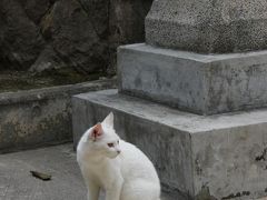 漲水御嶽をお参りします。
入り口にいた白猫ちゃん(*´▽｀*)
丸まった尻尾がとてもｃｕｔｅ！！