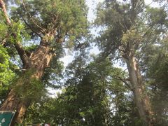 大杉(左側)です 東京都の天然記念物に指定されているそう
右側の杉の木と併せて夫婦杉となっています
高尾の飯盛スギ､奥多摩の氷川三本スギと並ぶ都内有数の巨木なんです
