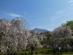 清雲寺のしだれ桜はもう終わってしまったと思いますが、ここはまだきれいでした。
