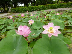 蓮池潭の傍にある池の蓮の花