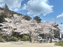 　山口市、木戸公園の桜です。