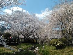 　山口市、維新百年記念公園の桜です。