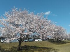 　山口市の矢原河川公園の桜です。満開でした。