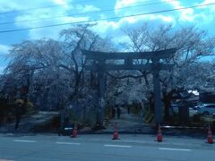 　山口市徳佐の徳佐八幡宮の枝垂れ桜です。