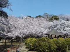 　宇部市のときわ公園の桜です。ここは「さくら名所１００選」にも選ばれています。