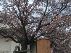 　広島市佐伯区五日市にある、造幣局広島支局「花のまわりみち」の桜です。大阪の
造幣局の桜の通り抜けと同様に、１週間だけ見ごろに合わせて中に入ることができます。