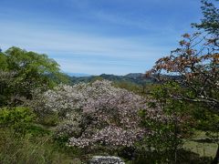 美の山はもともとは蓑山と書かれていました。
10年歳月をかけ桜を植栽してその場所を美の山公園としたのです。
だから美の山は桜にとても力を入れています。