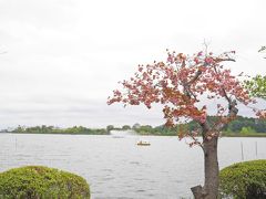 ソメイヨシノは終わっちゃったけど、八重桜が咲いていました♪
あーーー、青空で撮りたい。。。(´ д ｀)