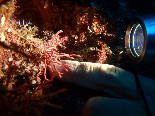 アカイバラウミウシ<br />みえねー