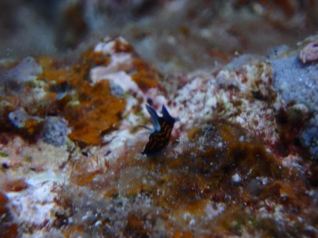 イシガキリュウグウウミウシ