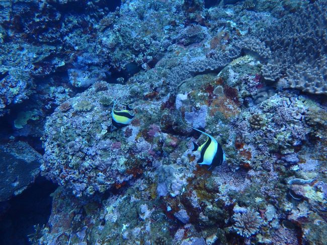 ツノダシもいつものようにつがい