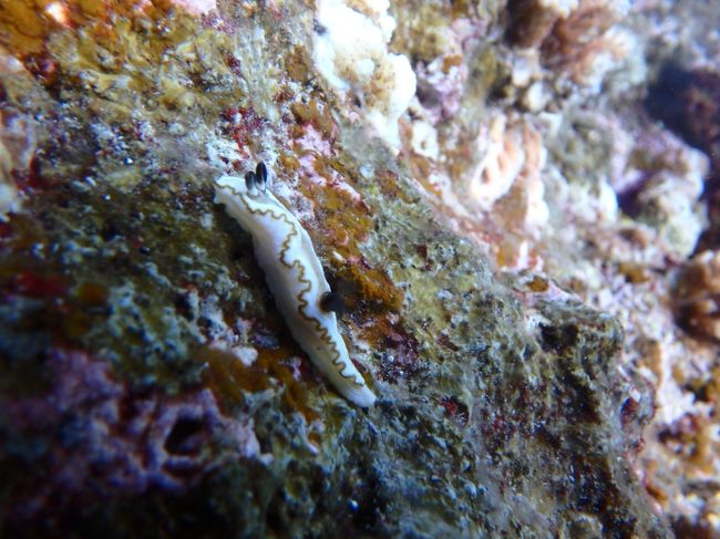 フリフリのキイロウミウシ