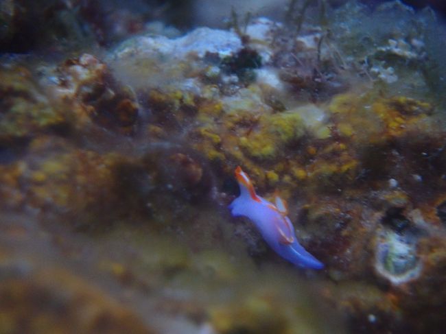 なにかわからぬ<br />今回はミニウミウシフェア。