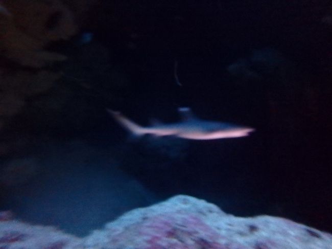ホワイトチップリーフシャークが岩の間でぐるぐる回ってた